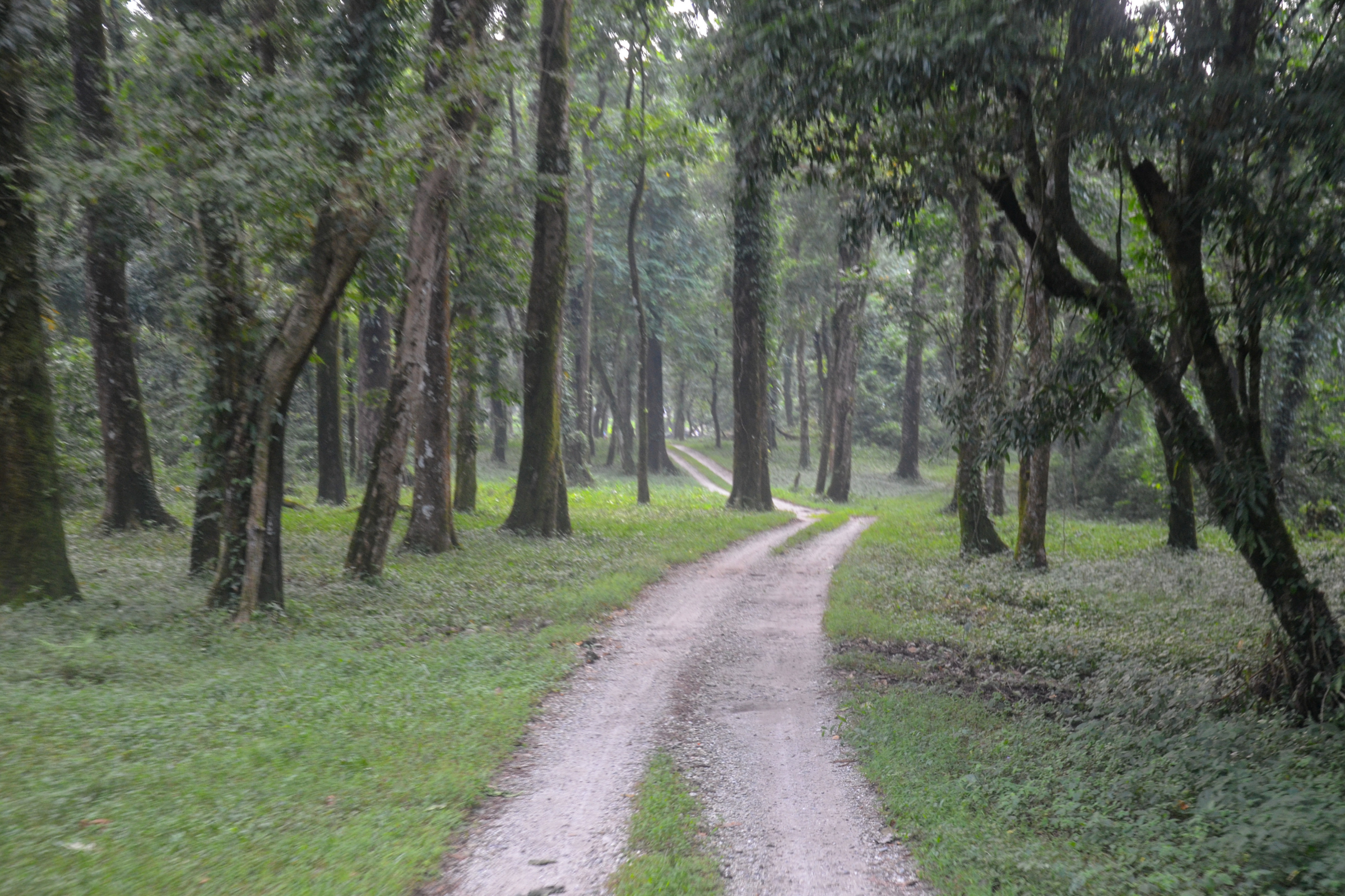 gorumara national park.webp